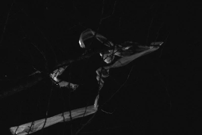 Specters Photography
